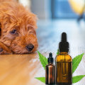 First-hand Experiences with CBD for Pets: Real Stories and Benefits