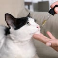 Determining the proper dosage for your cat