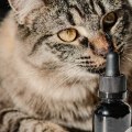 Understanding the Benefits of CBD Topicals for Cats