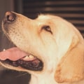 Exploring the Benefits of CBD for Pet Pain Relief