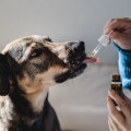The Power of CBD for Pet Pain Relief: How it Works and What You Need to Know