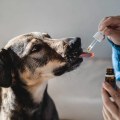 CBD for Arthritis in Pets: Natural Relief for Your Furry Friends