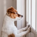 Separation Anxiety in Pets: Understanding and Treating Your Furry Friend's Distress