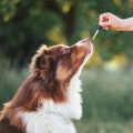 Considering Your Dog's Size and Weight: Understanding CBD Products for Dogs