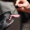 Understanding CBD's Ability to Interact with Pain Receptors for Pet Pain Relief