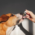 Improving Overall Health in Pets with CBD: A Comprehensive Guide
