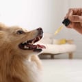 How to Choose the Right CBD Product for Your Dog