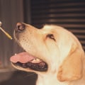 CBD Oil for Pet Anxiety: Natural Remedies for Calming Your Furry Friend