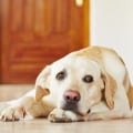 Reducing Anxiety in Pets with CBD: How This Natural Remedy Can Help Your Furry Friend