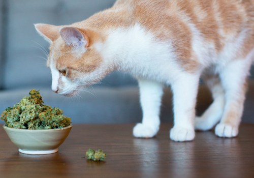 CBD Treats for Cats: Natural Remedies for Anxiety and Pain Relief