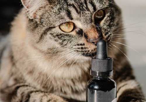 Considering Your Cat's Size and Weight: A Guide to Choosing the Right CBD Product