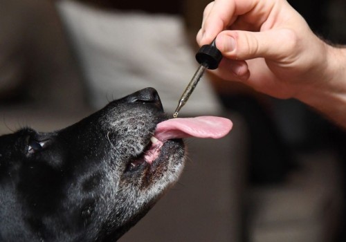 Chronic Pain in Older Pets: Understanding the Benefits of CBD Oil