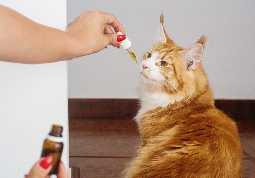 CBD Oil for Cats: A Natural Remedy for Anxiety and Pain Relief