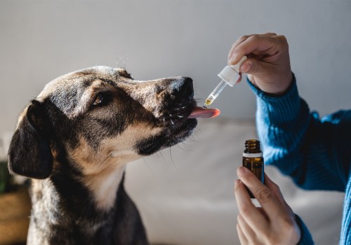 CBD for Joint Pain in Pets: The Natural Remedy You've Been Searching For