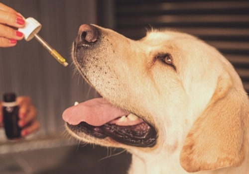 How CBD Oil for Pets Can Help with Anxiety and Pain Relief