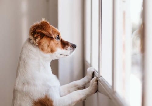 Separation Anxiety in Pets: Understanding and Treating Your Furry Friend's Distress