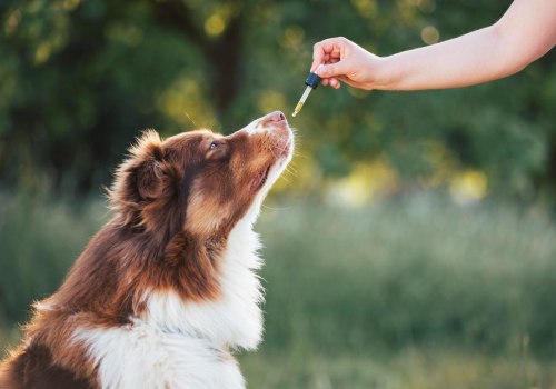 Considering Your Dog's Size and Weight: Understanding CBD Products for Dogs