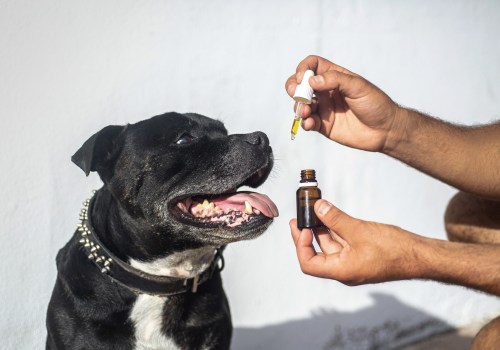 CBD as an Alternative to Traditional Anti-Anxiety Medications for Pets