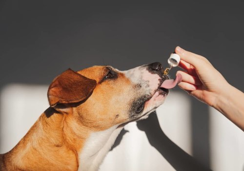 Improving Overall Health in Pets with CBD: A Comprehensive Guide