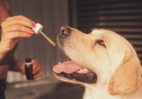 CBD Oil for Pet Anxiety: Natural Remedies for Calming Your Furry Friend