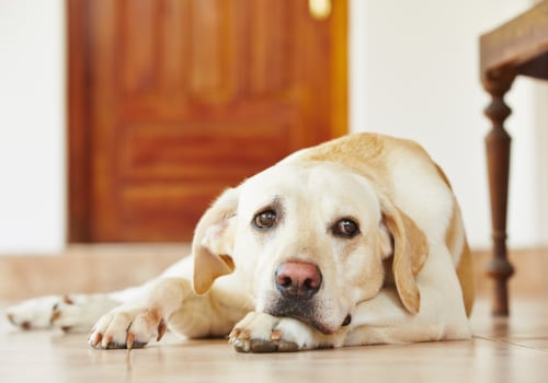 Reducing Anxiety in Pets with CBD: How This Natural Remedy Can Help Your Furry Friend